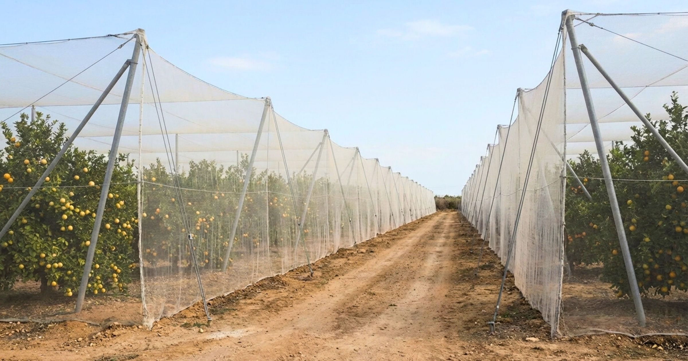 průmyslové pěstování bezsemenných mandarinek
